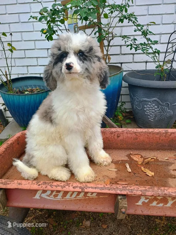 Pink – Poodle - Multi-Colored Standard puppy for sale in Seminole, AL