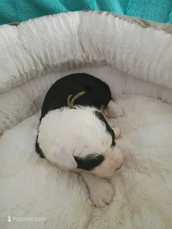 Lime – Sheepadoodle puppy for sale in Seminole, AL