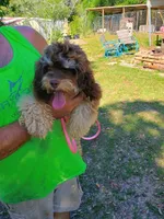 Bryer, a female Cocker Spaniel for sale in Seminole, AL – 2 of 2