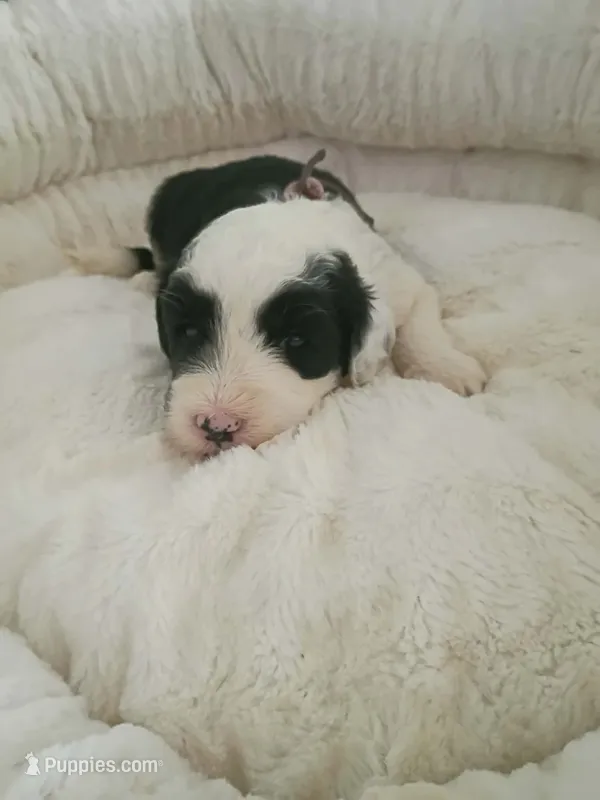 Purple  – Sheepadoodle puppy for sale in Seminole, AL