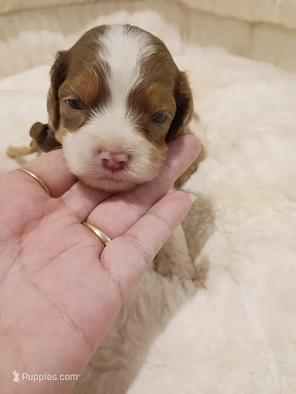 White – Cockapoo puppy for sale in Seminole, AL