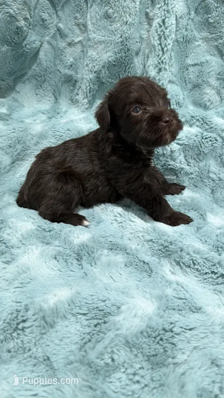Liver Male – Miniature Schnauzer puppy for sale in Maryville, TN