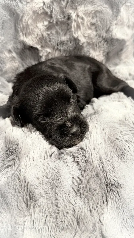 Black Male – Miniature Schnauzer puppy for sale in Maryville, TN