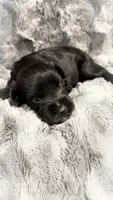 Black Male, a male Miniature Schnauzer for sale in Maryville, TN – 1 of 2