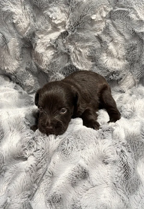 Liver Male – Miniature Schnauzer puppy for sale in Maryville, TN