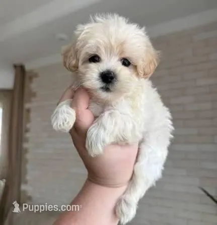 Lex – Maltipoo, Poodle - Toy  puppy for sale in Los Angeles, CA