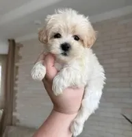 Lex, a female Maltipoo and Poodle - Toy  for sale in Los Angeles, CA – 1 of 1