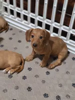 StarFish  Wire Hair , a female Miniature Dachshund for sale in Bradenton, FL – 1 of 8