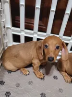 Sardina, a female Miniature Dachshund for sale in Bradenton, FL – 2 of 2