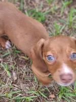 Teenie Smooth Coat , a female Miniature Dachshund for sale in Bradenton, FL – 3 of 6