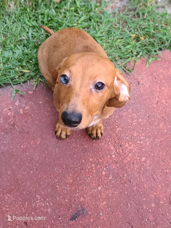 Sardina – Miniature Dachshund puppy for sale in Bradenton, FL