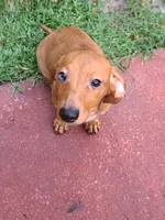 Sardina, a female Miniature Dachshund for sale in Bradenton, FL – 1 of 2