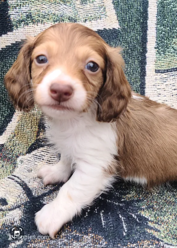 St Armands Long Hair Soft Wire – Miniature Dachshund puppy for sale in Bradenton, FL
