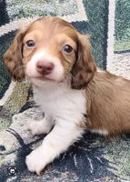 St Armands Long Hair Soft Wire, a male Miniature Dachshund for sale in Bradenton, FL – 1 of 5
