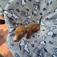 Teenie WIRE HAIR, a female Miniature Dachshund for sale in Bradenton, FL – 3 of 3