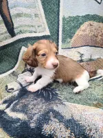 St Armands Long Hair Soft Wire, a male Miniature Dachshund for sale in Bradenton, FL – 5 of 5