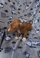 Teenie WIRE HAIR, a female Miniature Dachshund for sale in Bradenton, FL – 2 of 3