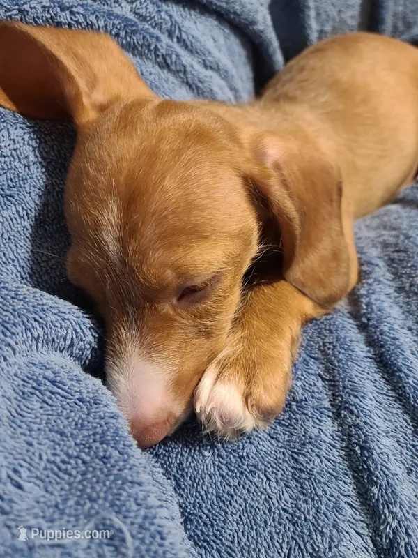 Buster  – Miniature Dachshund puppy for sale in Bradenton, FL