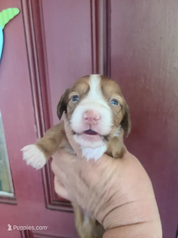 Coral – Miniature Dachshund puppy for sale in Bradenton, FL