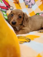 Sardina Wire Hair, a female Miniature Dachshund for sale in Bradenton, FL – 1 of 3