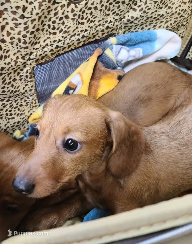 StarFish  Wire Hair  – Miniature Dachshund puppy for sale in Bradenton, FL