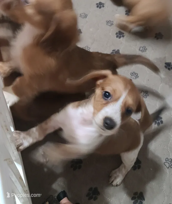 Poppie WIRE HAIR – Miniature Dachshund puppy for sale in Bradenton, FL