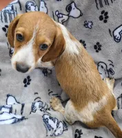 Freckles Wire Hair, a female Miniature Dachshund for sale in Bradenton, FL – 3 of 9