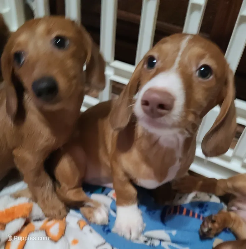 Buster WIRE COAT – Miniature Dachshund puppy for sale in Bradenton, FL