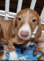 Buster , a male Miniature Dachshund for sale in Bradenton, FL – 4 of 4