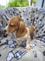 Freckles Wire Hair, a female Miniature Dachshund for sale in Bradenton, FL – 4 of 9