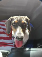 River, a female Miniature Dachshund for sale in Bradenton, FL – 4 of 4