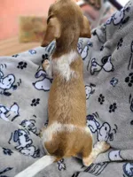 Freckles Wire Hair, a female Miniature Dachshund for sale in Bradenton, FL – 5 of 9