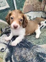 St Armands Long Hair Soft Wire, a male Miniature Dachshund for sale in Bradenton, FL – 2 of 5