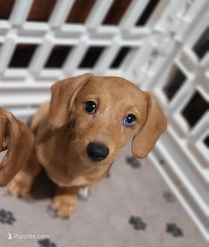 Bimini Wire Hair  – Miniature Dachshund puppy for sale in Bradenton, FL