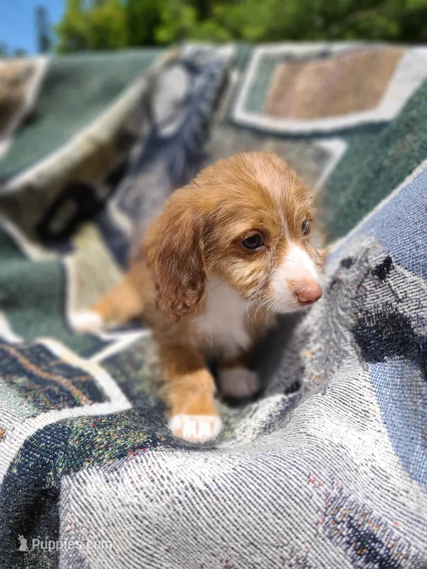 Bimini Silky Wire Hair  – Miniature Dachshund puppy for sale in Bradenton, FL