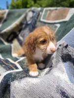 Bimini Silky Wire Hair , a female Miniature Dachshund for sale in Bradenton, FL – 1 of 3