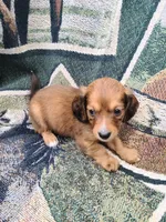 Siesta Key Long Hair Soft Wire , a male Miniature Dachshund for sale in Bradenton, FL – 4 of 4