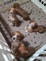 Poppie WIRE HAIR, a female Miniature Dachshund for sale in Bradenton, FL – 2 of 2