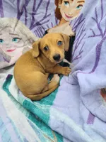 Bimini Wire Hair , a female Miniature Dachshund for sale in Bradenton, FL – 2 of 2