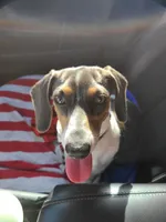 River, a female Miniature Dachshund for sale in Bradenton, FL – 3 of 4
