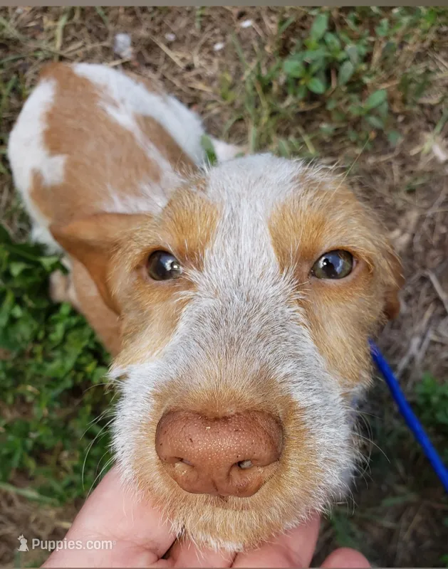 Scrappy – Miniature Dachshund puppy for sale in Bradenton, FL