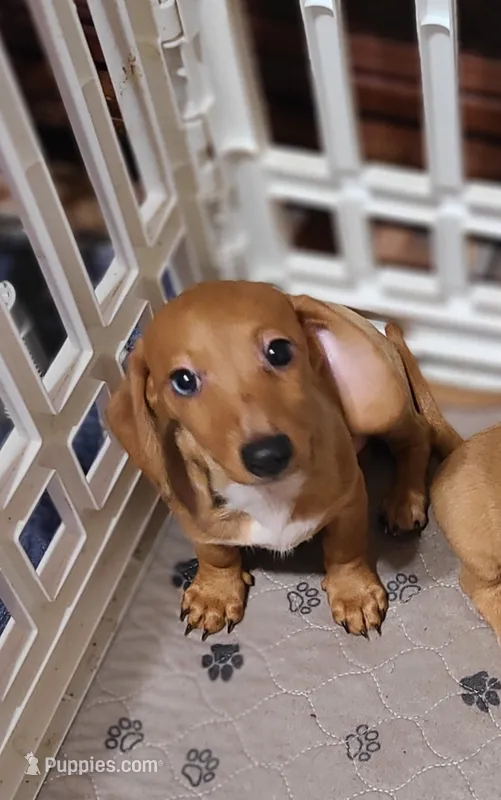 Sardina Wire Hair – Miniature Dachshund puppy for sale in Bradenton, FL
