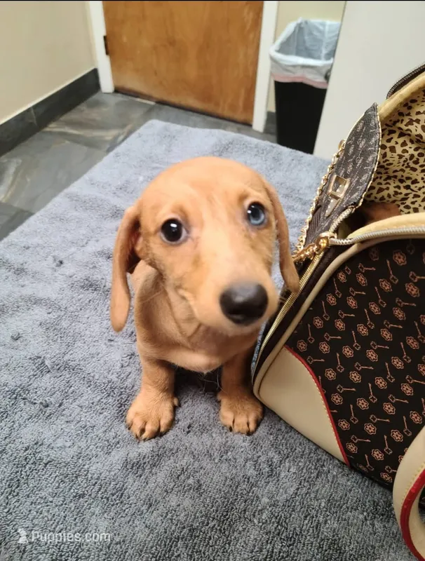 Bimini Wire Hair  – Miniature Dachshund puppy for sale in Bradenton, FL