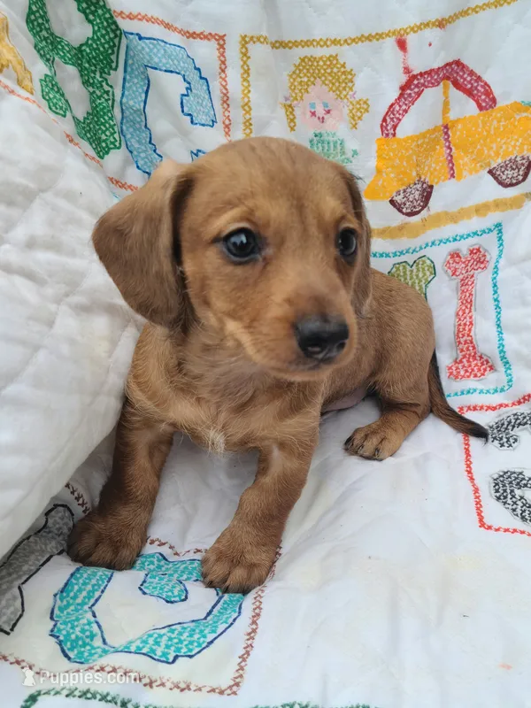 StarFish  Wire Hair  – Miniature Dachshund puppy for sale in Bradenton, FL