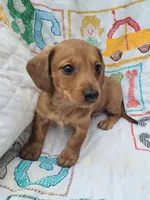 StarFish  Wire Hair , a female Miniature Dachshund for sale in Bradenton, FL – 1 of 3