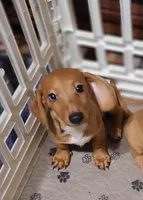 Sardina, a female Miniature Dachshund for sale in Bradenton, FL – 1 of 2