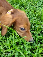 Sammy, a male Dachshund for sale in Bradenton, FL – 5 of 5