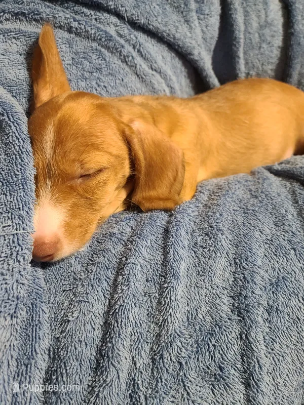 Buster WIRE COAT – Miniature Dachshund puppy for sale in Bradenton, FL