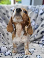 Freckles Wire Hair, a female Miniature Dachshund for sale in Bradenton, FL – 2 of 9