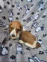 Sunflower Wire Hair, a female Miniature Dachshund for sale in Bradenton, FL – 2 of 3